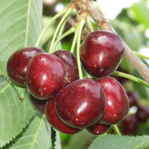 Саженцы Комплект 5шт / Черешня Мичуринская