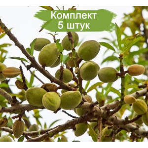 Саженцы Комплект 5шт / Миндаль Прибрежный